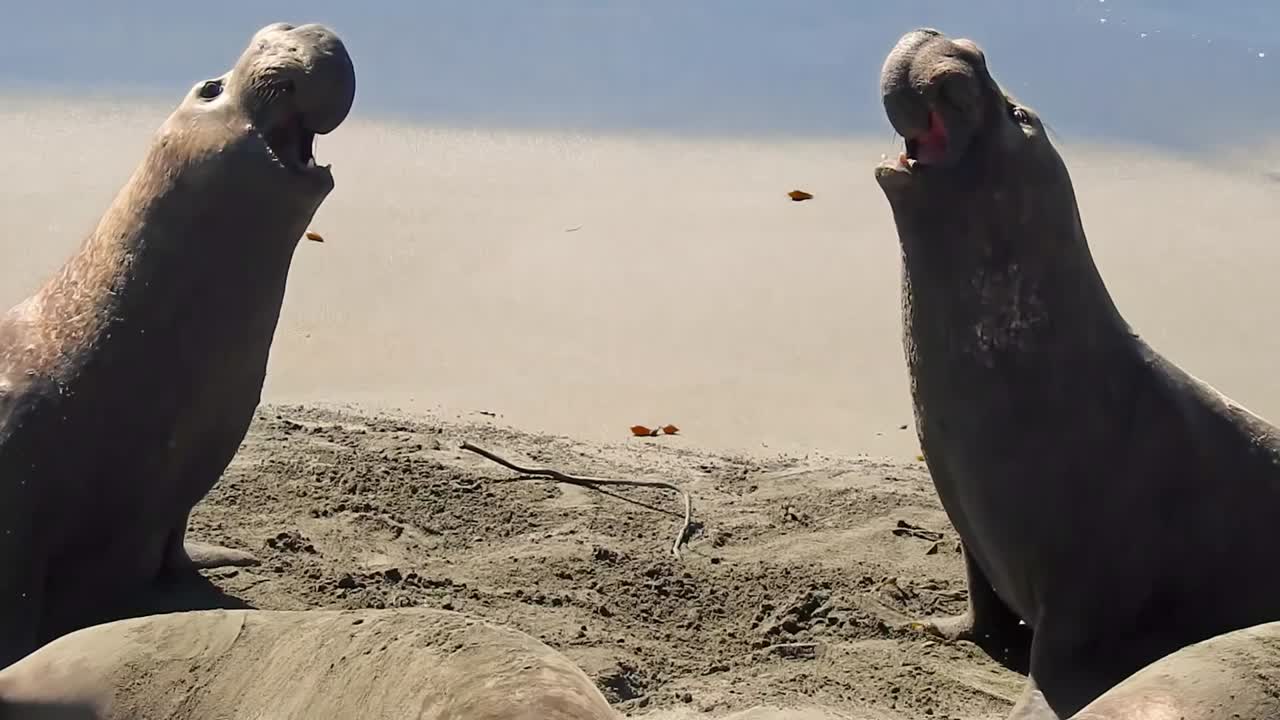 Elephant Seals Fighting on a Beach