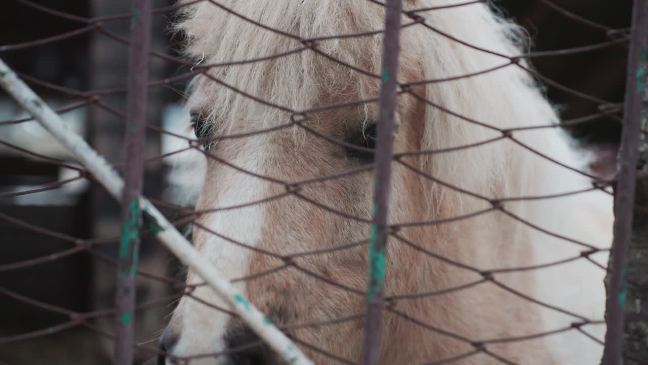 Escultura de hierro vintage que captura la esencia conmovedora; antigua estructura metálica que representa vívidamente la energía poética; armazón de hierro antiguo que encierra una figura de poni sincera con elegancia artística