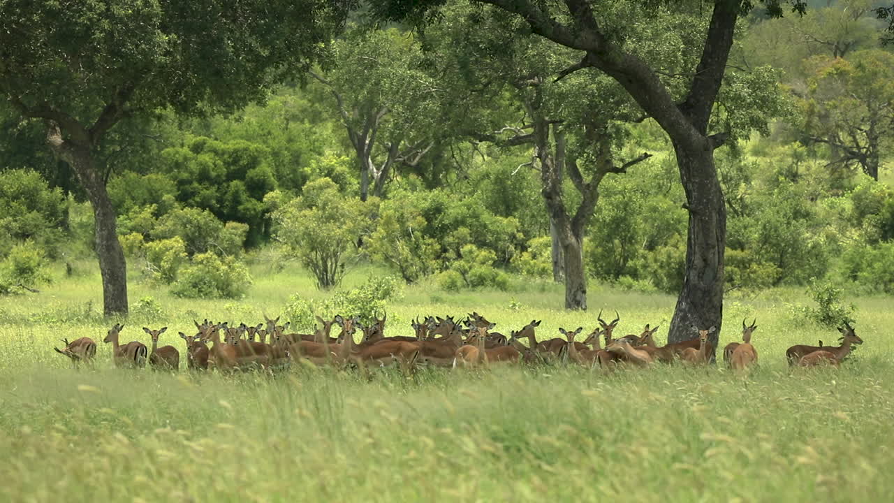gran manada de impalas sombreados bajo los árboles en sudáfrica, posibilidad remota