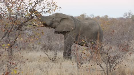 Static-shot-of-an-elephant-trying-to-snap-a-branch-from-a-tree-to-eat