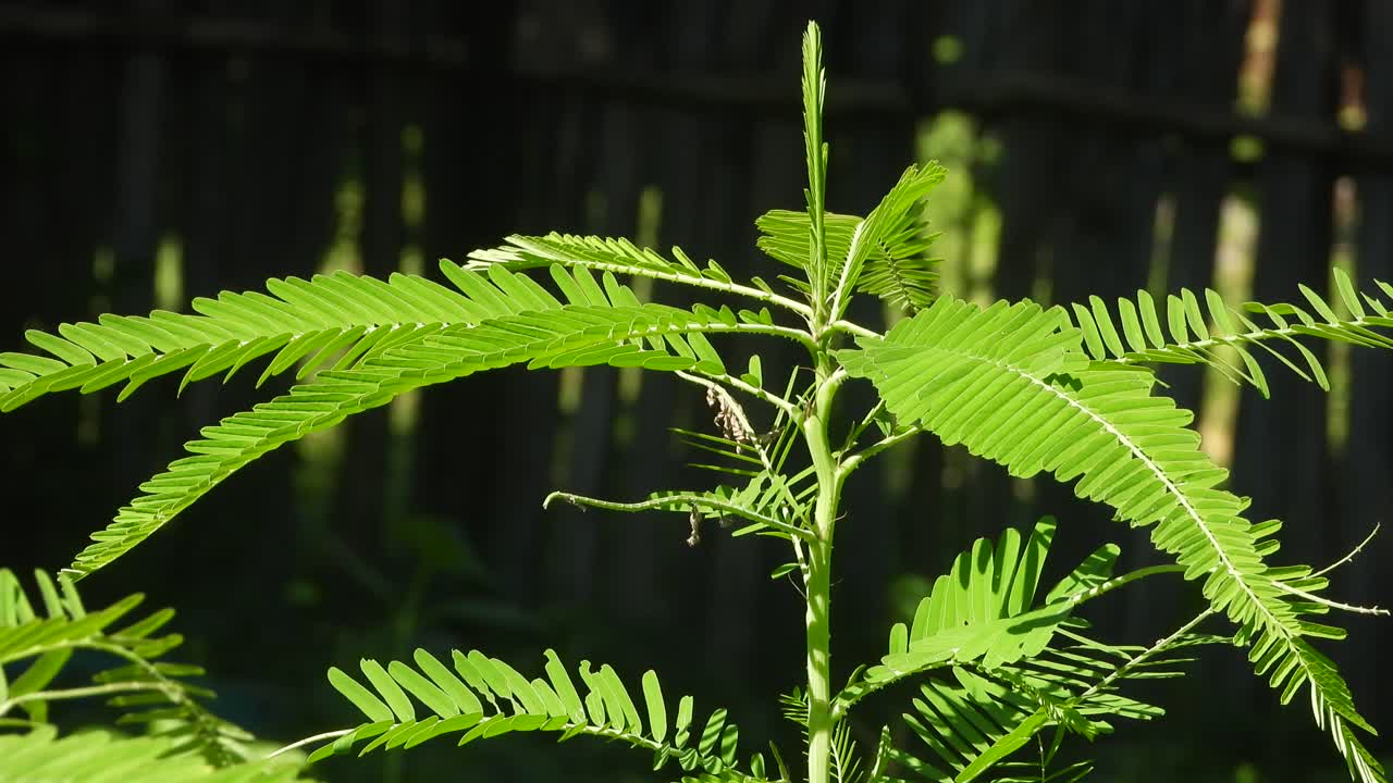 Beautifully looking green grass .plant