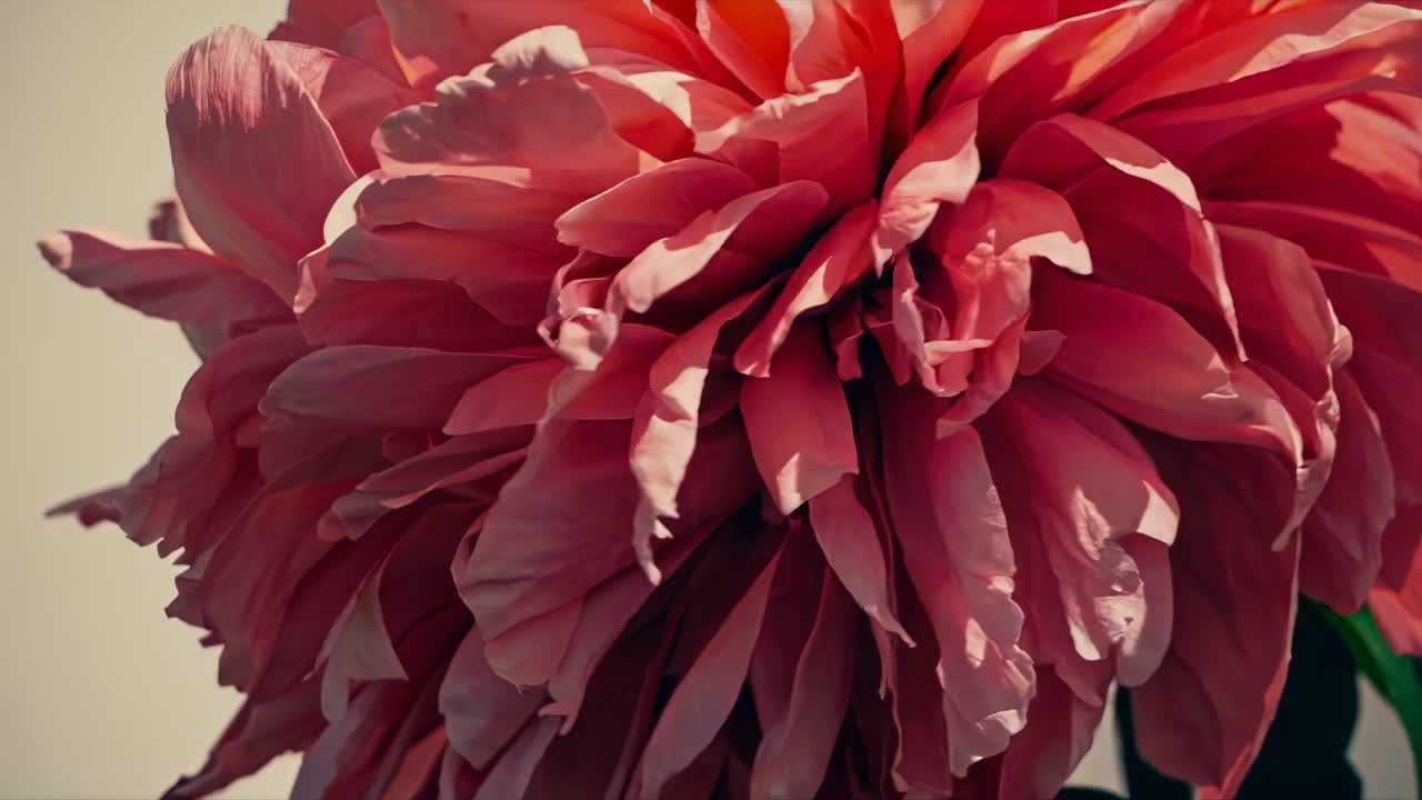 A mesmerizing video capturing the delicate petals of a blooming flower in vivid detail