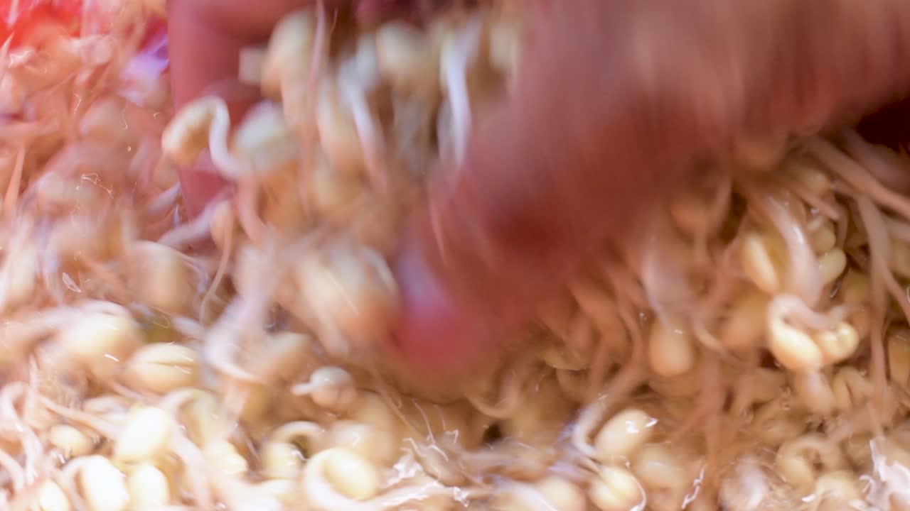 남자는 집에서 요리하기 위해 깨끗하게 자라는 새싹을 손에 들고, 유기농 발아 씨앗이 발아했습니다.