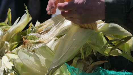 hands processing fresh corn