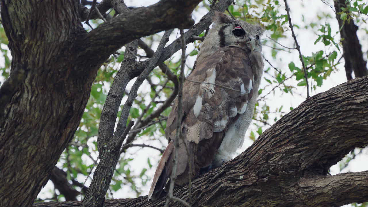 Verreaux's Eagle-owl Resting At A Roost In Khwai, Botswana, South Africa. - low angle
