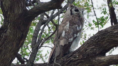 verreaux's eagle-owl resting at a roost in khwai, botswana, south africa. - low angle