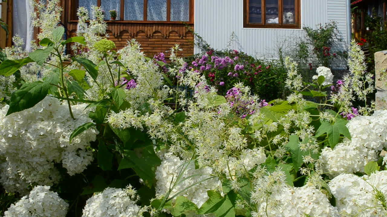 Flowers in front of the house, summer. Flowers in a garden