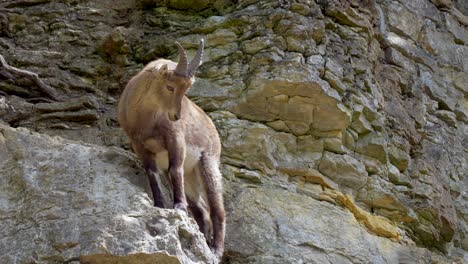 Cute-Capra-Ibex-standing-on-steep-cliff-in-sunlight