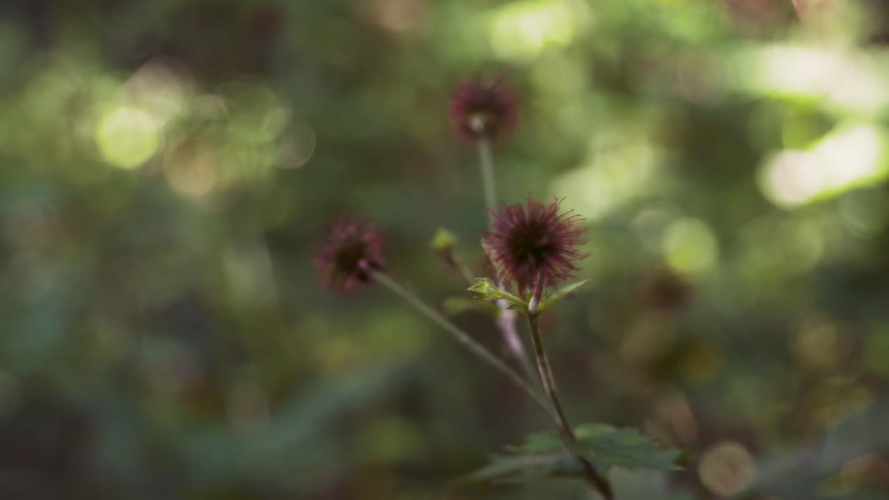Wood avens, herb Bennet, colewort, St Benedict's herb, Geum urbanum, Nelkenwurz, Bennet's herb, wild herb, leaves