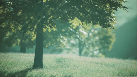 The-green-mapple-leaves-in-the-summer