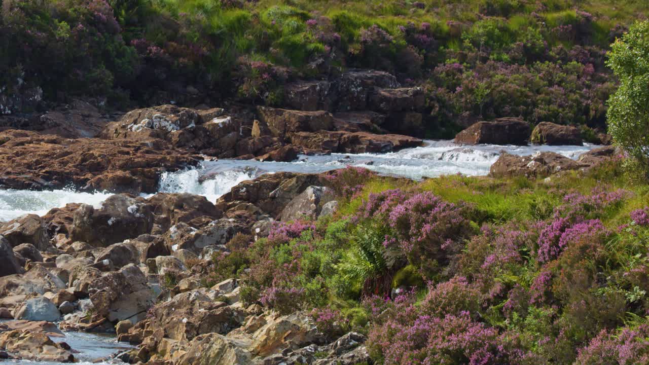 Clear mountain stream rushes over rocks, surrounded by wildflowers and greenery, under natural daylight