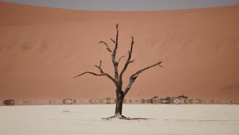 lonely tree in the desert