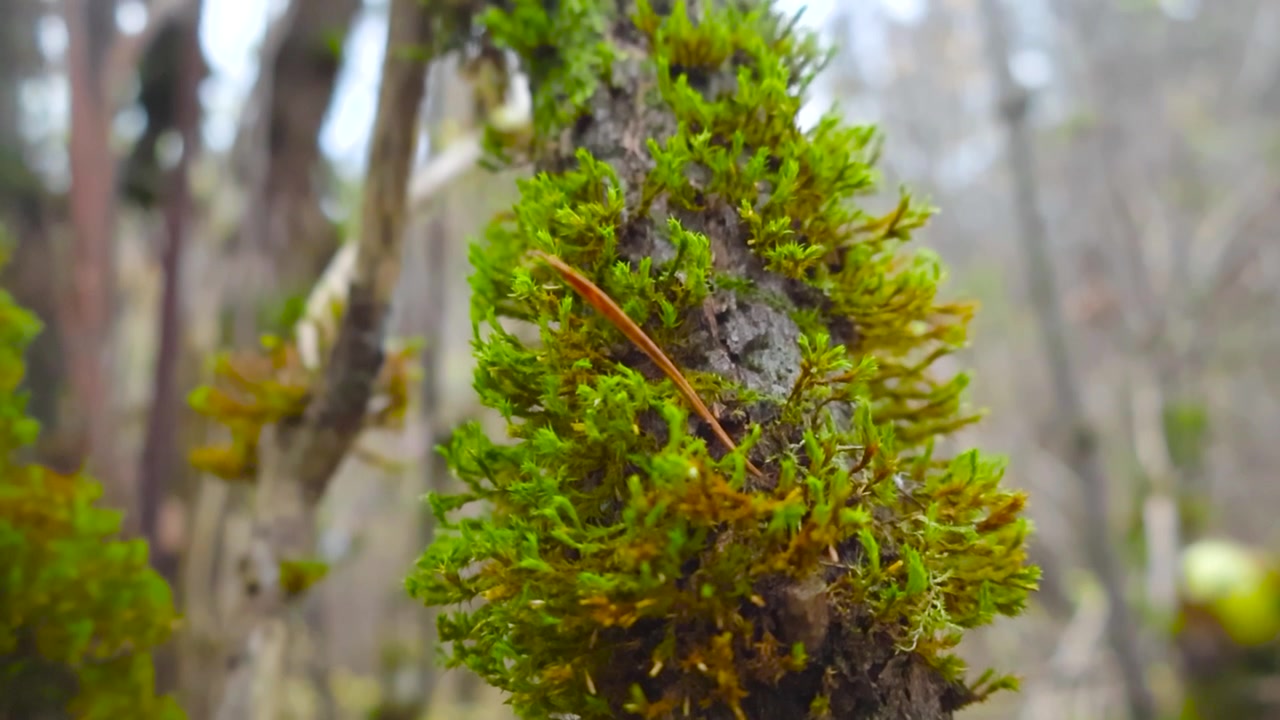 Primo piano o inquadratura ravvicinata a fuoco di un albero muschioso o di un piccolo ramo, mentre la telecamera si muove e scorre verso l'alto rivelando il resto dell'albero durante una giornata autunnale nuvolosa. Una fitta foresta è sfocata sullo sfondo.