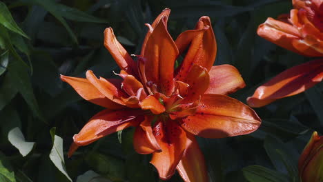 Nahaufnahme-Einer-Roten-Lilienblume-Im-Heißen-Und-Hellen-Sommerlicht