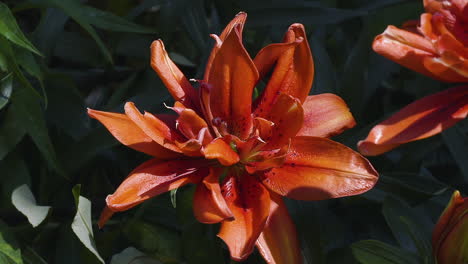 vista cercana de una flor de lirio rojo en la luz cálida y brillante del verano