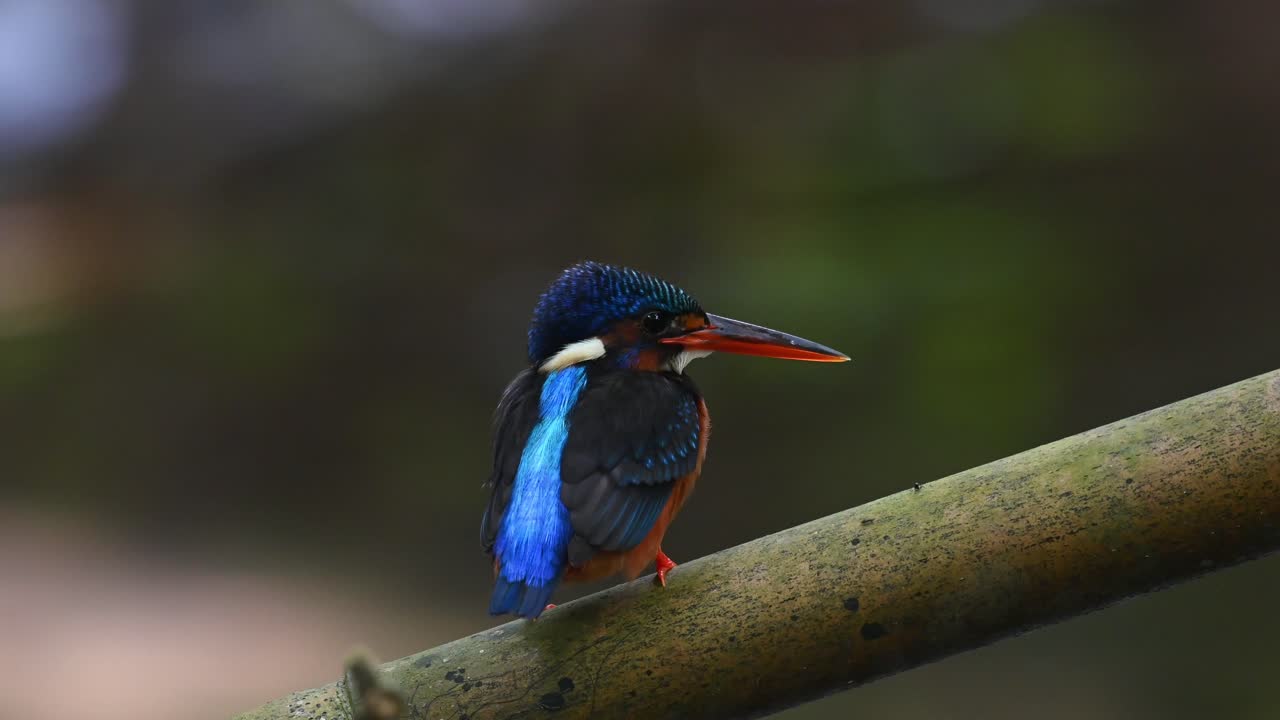 súper molesto con las hormigas negras, mira hacia abajo, los compinches uno de distancia rebota en el bambú, el otro está muy asustado y se va.