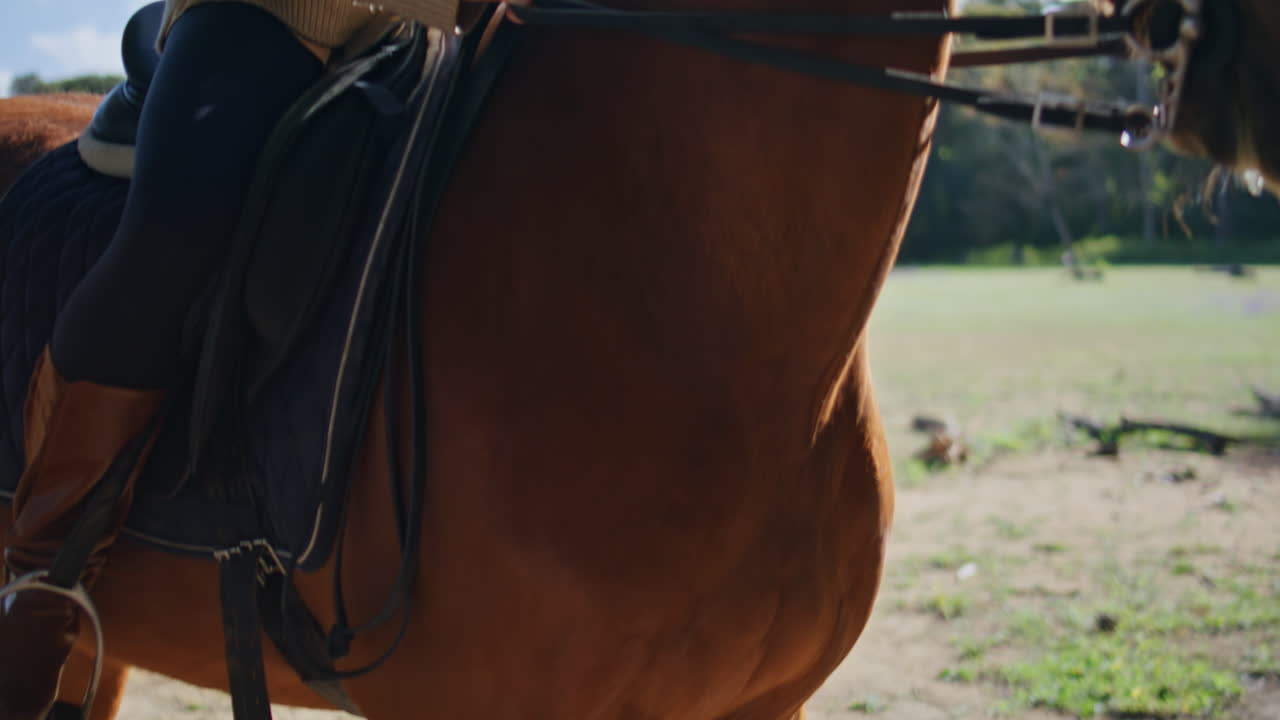 Horse legs stepping ground in summer farm closeup. Brown equine having training