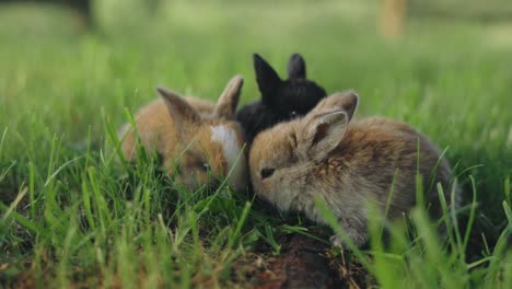 group of cute baby rabbits eating