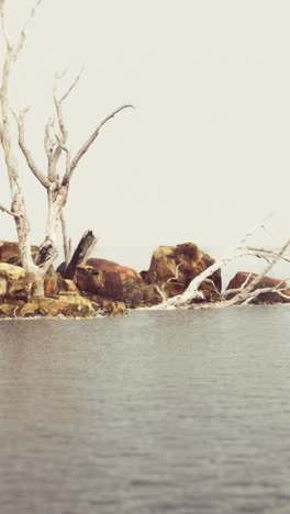 dead trees in a foggy lake