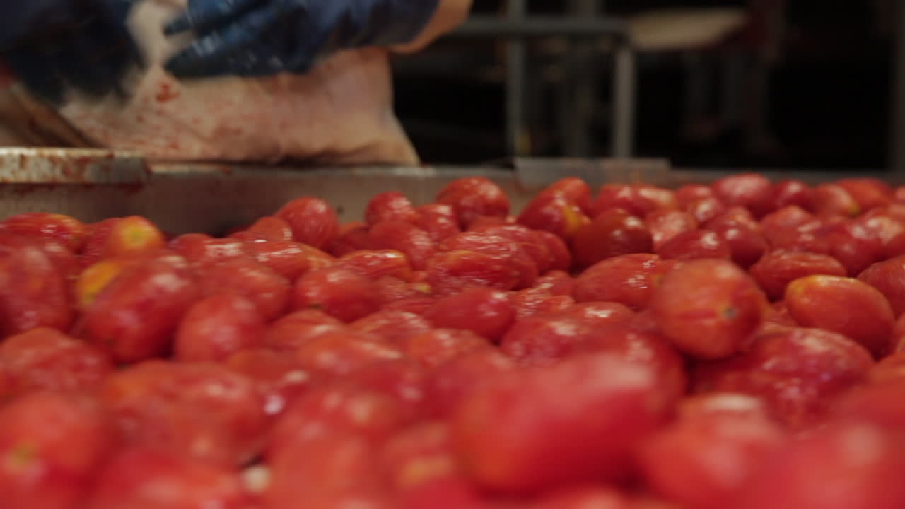 토마토 생산 라인: 공장에서 가공된 토마토, 미국