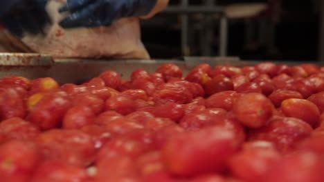 línea de producción de tomates: tomates procesados en una fábrica, estados unidos