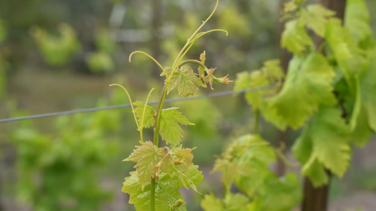 Vine at farm in Spring