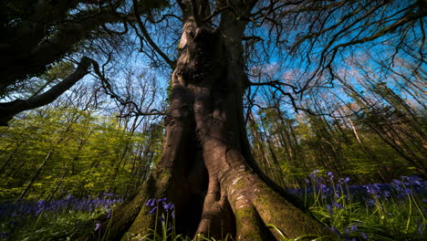 time lapse of bluebells forest during spring time in natural park in ireland