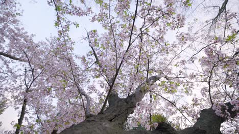 Looking-up-at-ancient-cherry-Japanese-Sakura-tree-towering-above-as-leaves-change-color