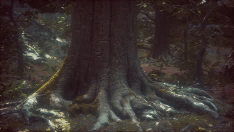 old trees with lichen and moss in green forest