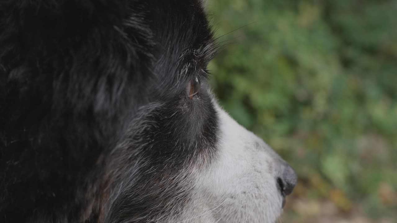 Close-up of a dog’s eye looking right, then turning out of frame as the camera shifts focus to bushes along a rural path, capturing natural detail, motion, and soft depth of field
