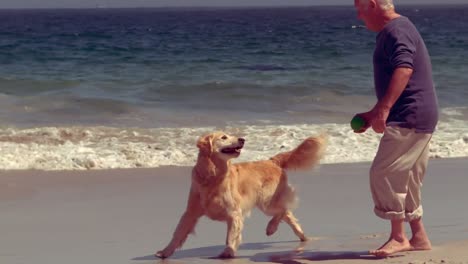 cheerful senior man playing with dog