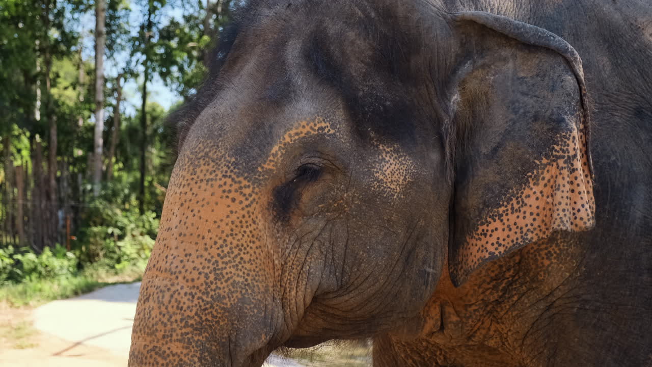 primer plano de la cabeza de un elefante