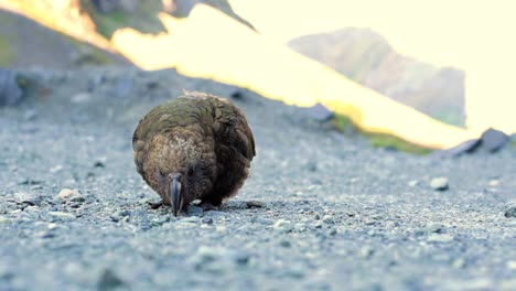 cerca de un kea adulto tratando de recoger rocas con su pico