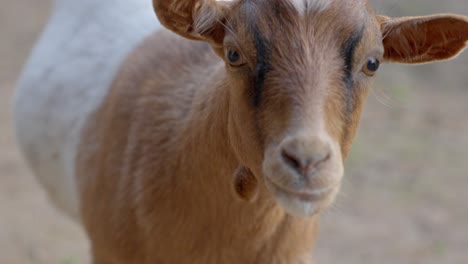 goat staring at the camera, handheld closeup