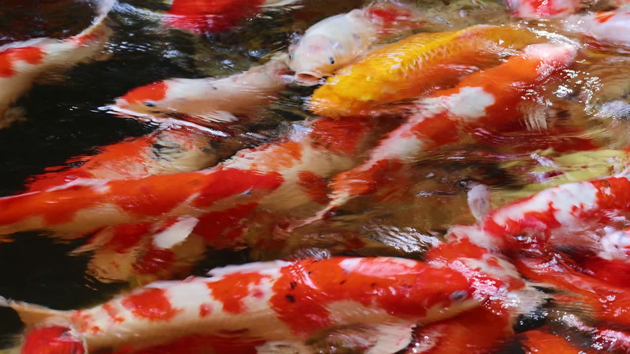 Vibrant koi fish swim energetically in a sunlit pond, creating dynamic reflections and rippling water