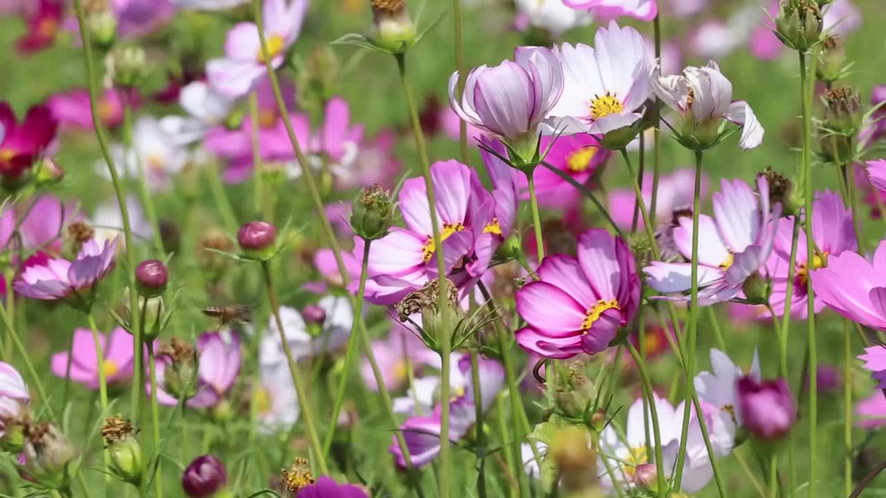 陽光降り注ぐ野花畑で、鮮やかなピンクと白のコスモスの花が優しく揺れている。