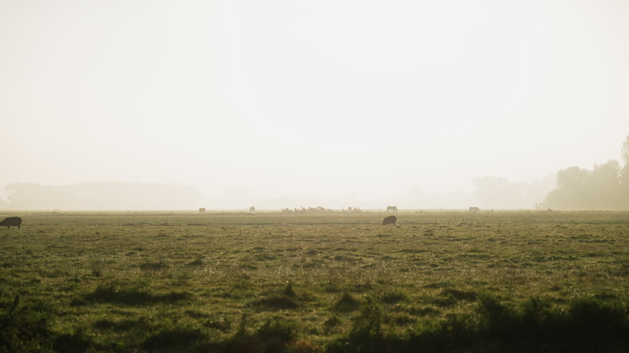 Sheep grazing on misty Dutch farmland meadow panning across early morning hazy sunrise countryside