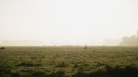 sheep grazing on misty dutch farmland meadow panning across early morning hazy sunrise countryside