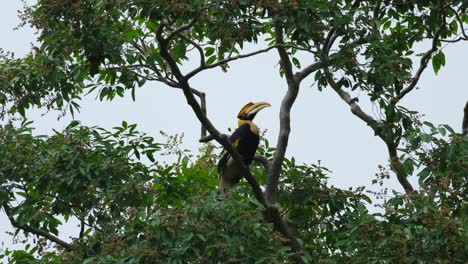 Acicalando-Sus-Alas-Izquierdas-Y-Luego-Mira-Hacia-Arriba-Mientras-Está-Posado-En-Una-Rama,-Gran-Cálao-Buceros-Bicornis,-Tailandia