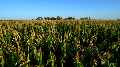 Vista-De-Un-Campo-De-Maíz-Y-Una-Arboleda-Distante-En-Una-Tarde-De-Verano