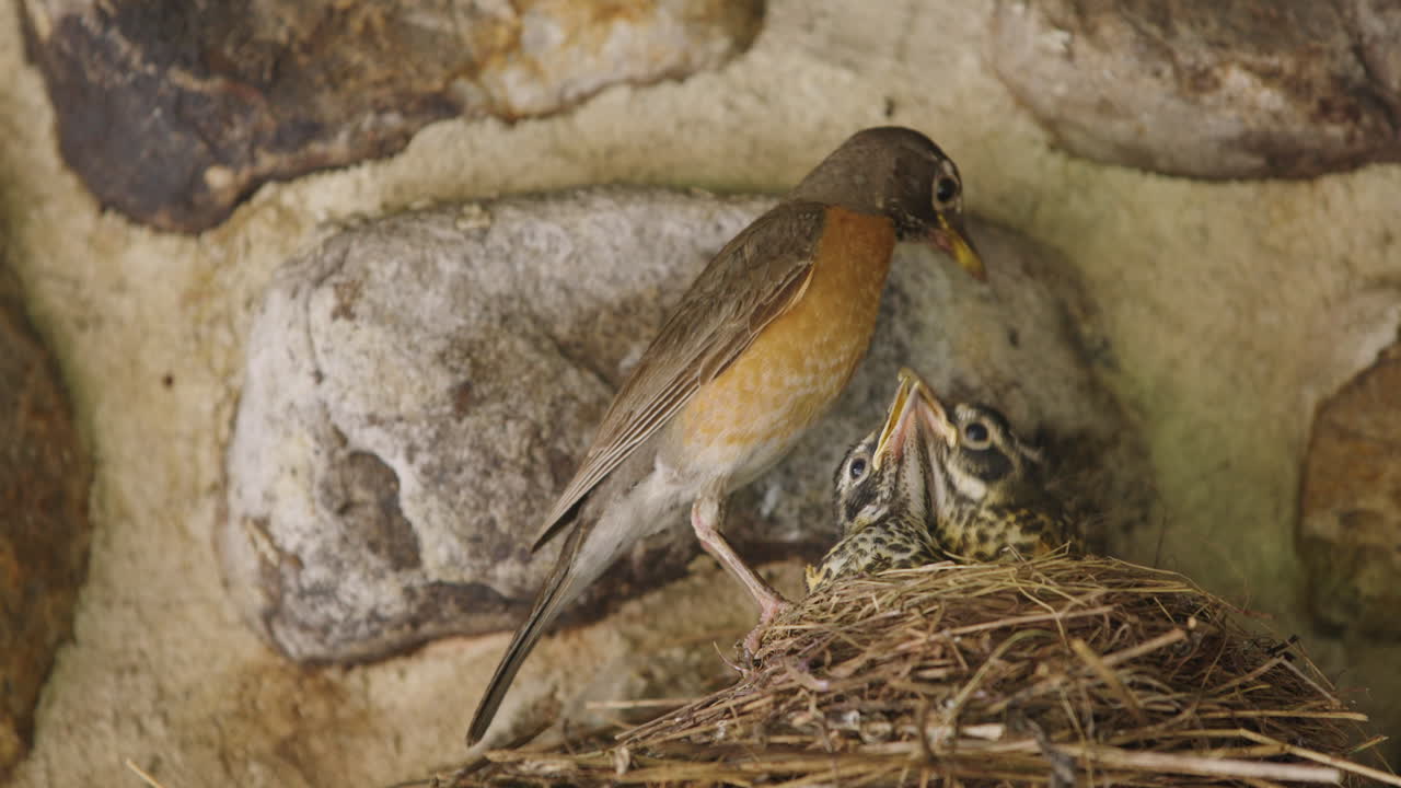American Robin Feeding Worms to Chicks in Nest