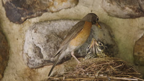 american robin feeding worms to chicks in nest