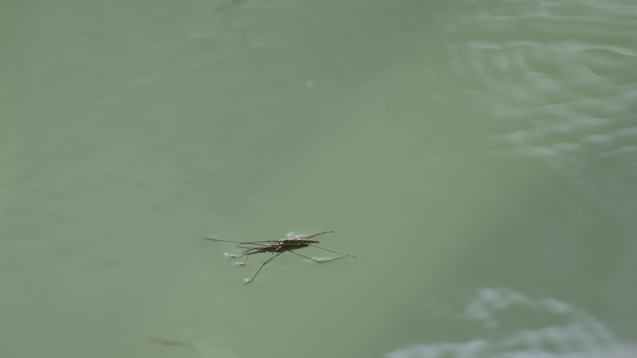 saltando y moviéndose en la superficie del agua del estanque en la naturaleza, de cerca