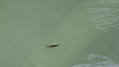 Jumping-and-moving-water-strider-on-water-surface-of-pond-in-nature,-close-up