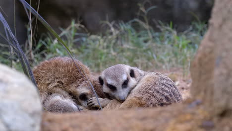 meerkats durmiendo juntos, acurrucándose en el suelo para calentarse junto a la hierba verde - cerrar