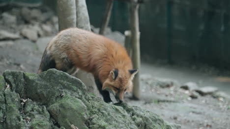 Cross-Fox-Camina-Sobre-La-Roca-En-Miyagi-Zao-Fox-Village-En-Miyagi,-Japón