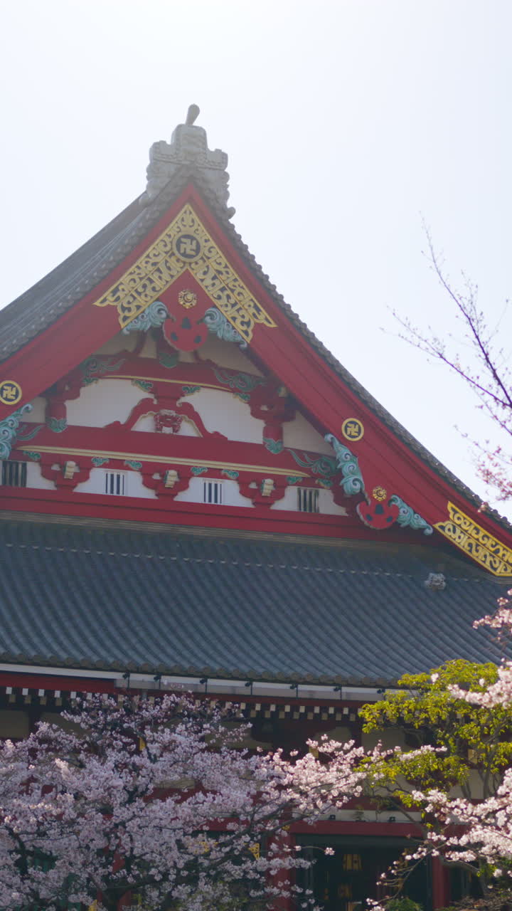 The Senso-ji temple surrounded by cherry blossoms in daylight in Asakusa, Japan. Vertical
