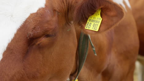 Cute-Close-Up-of-Brown-and-White-Cow's-Head-Chewing-Straw,-Slow-Motion