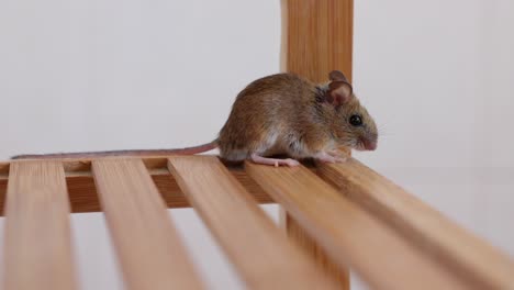 In-Der-Toilette-Wurde-Eine-Maus-Gefunden-–-Statische-Aufnahme