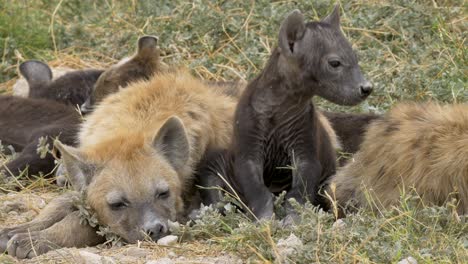 tilt up shot of young hyenas at amboseli